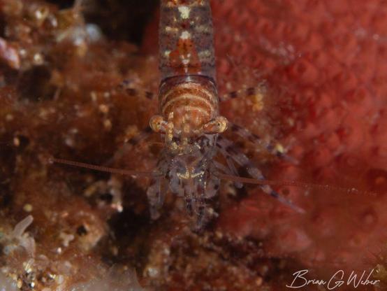 Staring into the eyes of a zebra lebbid shrimp perched among some tunicates