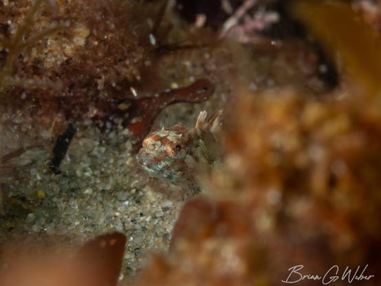 A tiny sculpin peeking out of the weeds
