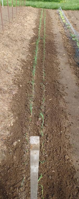 A 40 foot (12 meter) double row of onion plants (Ailsa Craig) freshly weeded and cultivated.  Row stretches out directly away from the camera.