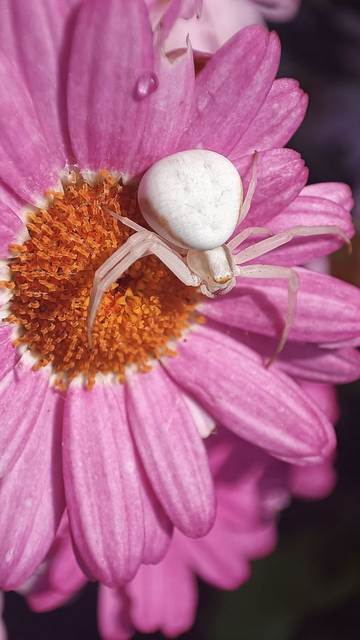 fotografia de una araña cangrejo blanca sobre una margarita grande rosa