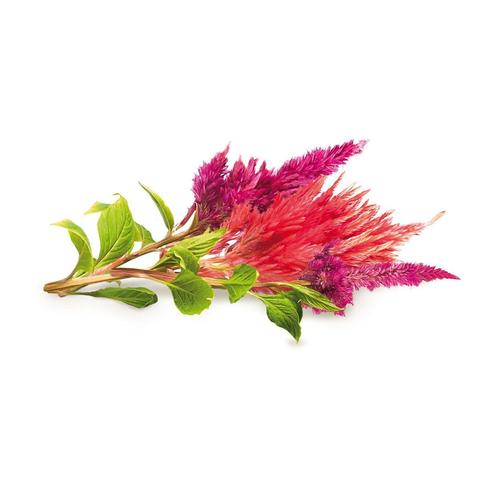 Plume-like cockscomb flowers in violet and crimson with green leaves.