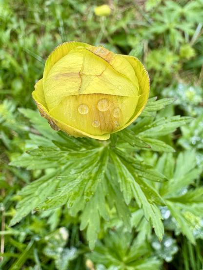 Bright yellow flower with globe-like shape