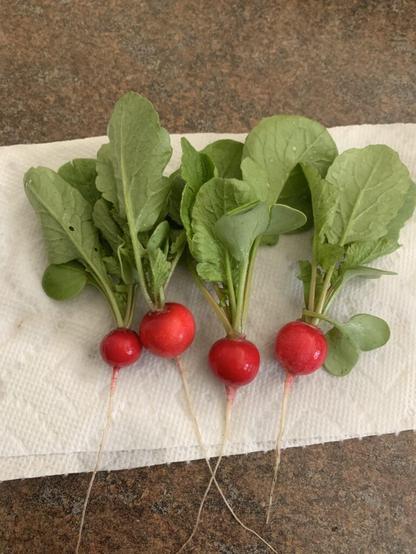 My very first vegetables!
