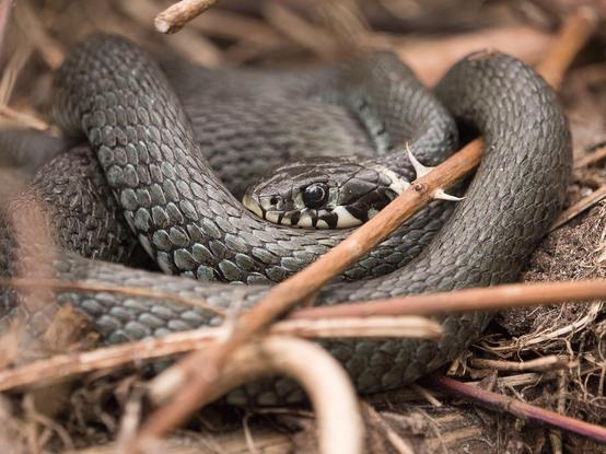 Eine Ringelnatter liegt zusammengeringelt in einem gelbbraunen Dornengestrüpp. Sehr klar und deutlich sind ihre metallisch wirkenden Schuppen zu erkennen 
A grass snake lies curled up in a yellow-brown thorn bush. Its metallic-looking scales are clearly visible.