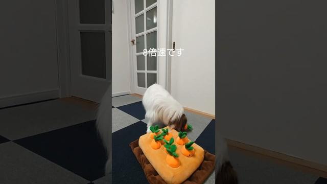 にんじん畑におやつ隠したら頑張る犬 #犬のおやつ #犬のいる生活 #パピヨン