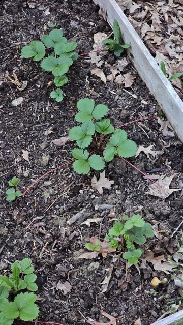 What are these Long Red Extenders and what do I do? (Strawberry)