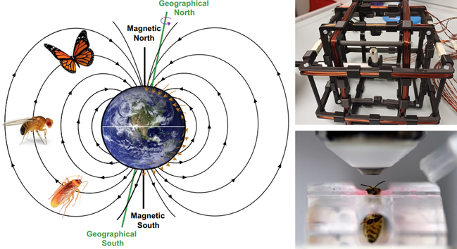 Scheme of insects navigating in the Earth's magnetic field, photos of behavioural and brain imaging experiments with honey bees