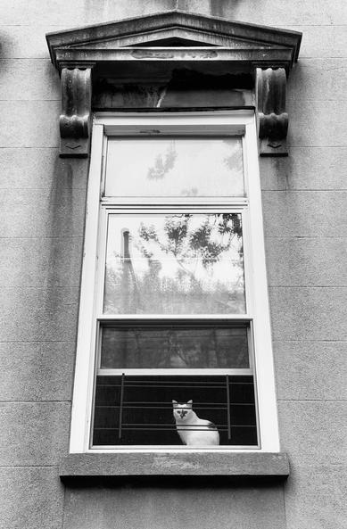 Black and white photo of a tall window set in a brownstone facade, with a triangular ornamental pediment. The wall and pediment are stained or streaked from weather and age. The window sash has three panels, with the top and middle ones framing blurred reflections of trees and a power pole. The bottom panel is partially lifted up to let in the air, revealing a dark interior. From behind the window’s safety rails, a white cat with dark markings sits and looks out at the viewer.