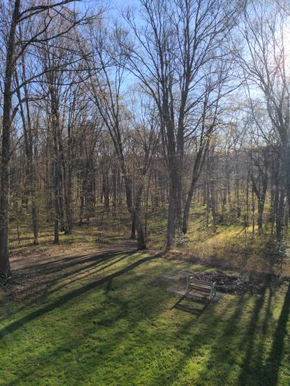 Sun shines through the budding forest and onto a green clearing of grass.