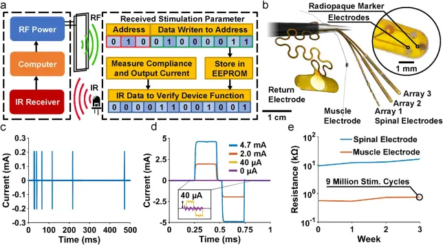 a. Block diagram of communication scheme. b. Photograph of return, spinal and muscle electrodes. c. Temporal control of stimulation patterns. d. Amplitude control of biphasic stimulation. e. Change in the impedance of the electrode, measured at 1 kHz, after continuous stimulation of over 9 million cycles.