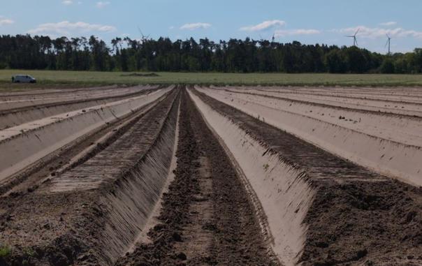 Ein Feld aus brauner Erde mit trapezförmig angelegten exakten Reihen im Spargelanbau. Im Hintergrund eine grüne Wiese, dahinter Bäume und blauer Himmel.