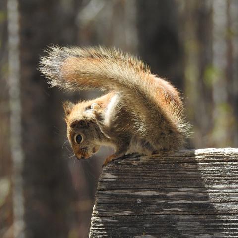 A red squirrel on the edge of a park bench, scratching its head with its back foot while its tail floofs into the air.