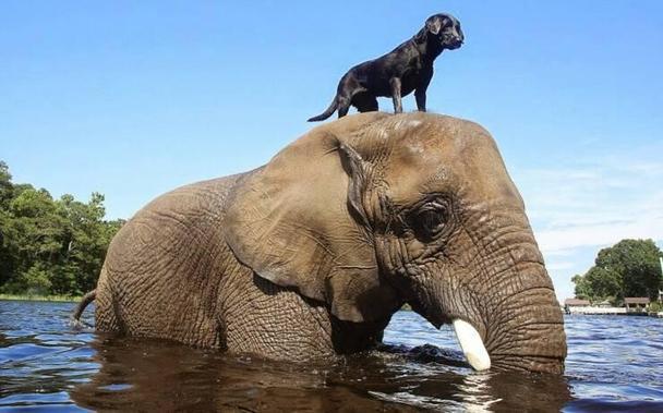 Elephant in water. Doggy on top of it.