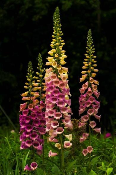 Foxglove