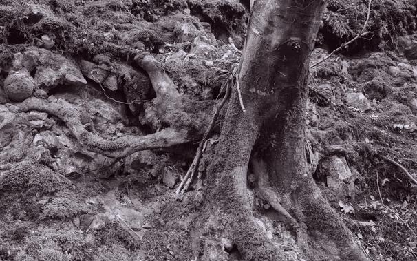 Closeup black&white photo of tree roots at pleasing angles