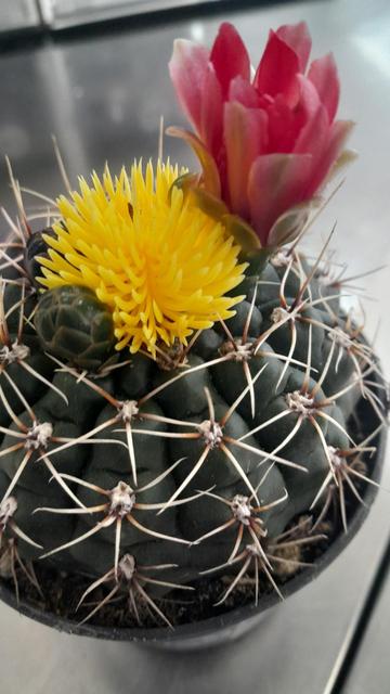 Small cactus with a yellow and red flower coming out of it