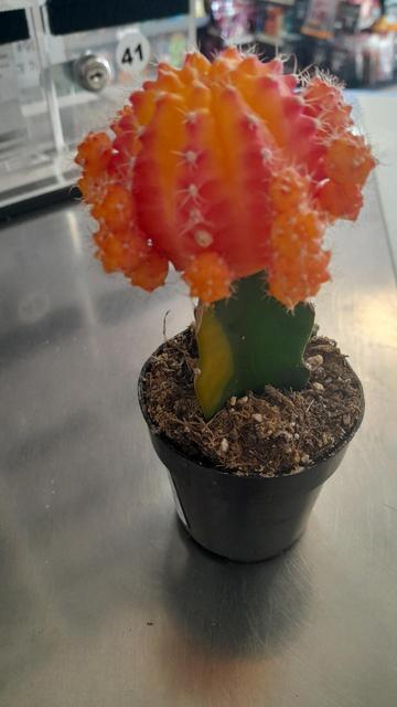 Small cactus with a large orange flower looking thing coming out the top