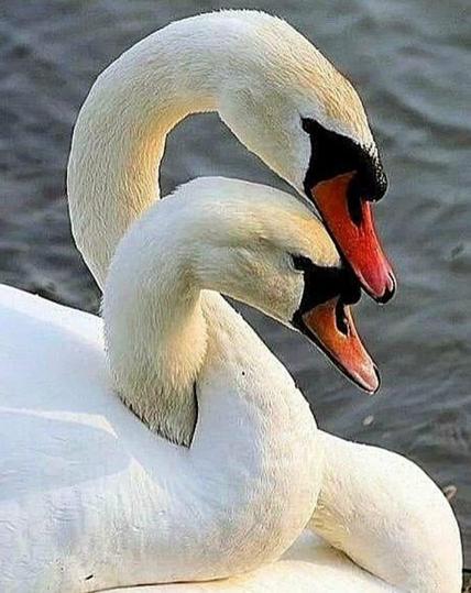 Two swans with their necks intertwined