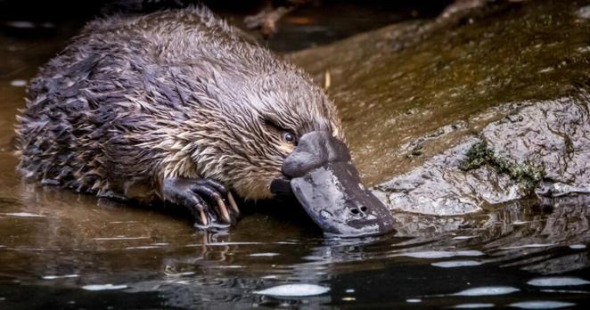 Des scientifiques font la lumière sur l’évolution étonnante de la branche la plus étrange des mammifères