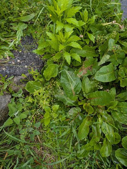 Eine Ecke zwischen zwei geteerten Flächen. Ampfer, Gräser, Melden, Hirtentäschel und Berufkraut teilen sich den Platz
