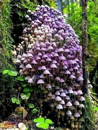 Mushrooms of various colors