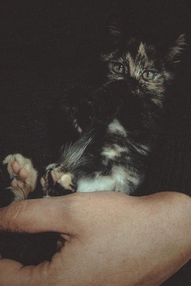A young kitten enjoys being held in someone's arms.