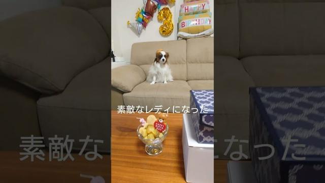 愛犬ルナの誕生日 #犬のおやつ #犬のいる生活 #パピヨン