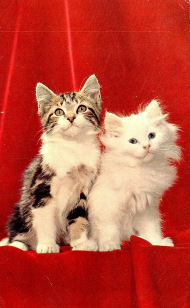 Two fluffy kittens pose together on a red curtain. On the right a cat that is so fluffy and white it looks like snow.