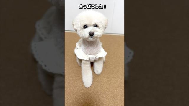 三桜たんさっぱり変身♪ #犬 #トイプードル #かわいい #トイプードルの虎太郎三桜 #癒し #といぷーどる #こたみお