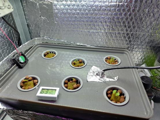 6 small basil plants in a hydroponics setup, a small hygrometer says humidity is 63% and temp is 18.7C, you can also see a small fan and the water heater wire