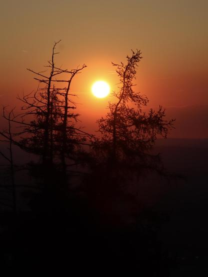 die untergehende sonne scheint golden zwischen zwei tannen