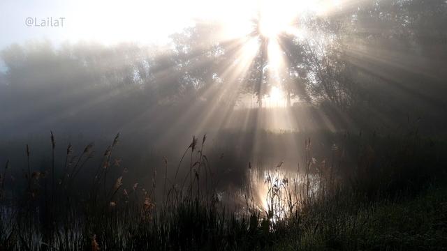 An einem von Schilf gesäumten Weiher bricht die Morgensonne durch Nebel, so dass ihr Licht in Strahlen hinter Bäumen hervorscheint und einen Teil des Wasser sowie die Spitzen des Schilfs erhellt.