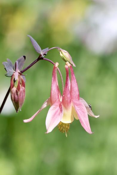 Columbine bloom with hidden fly adventurer