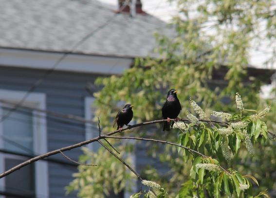 Two black starling birds sit side by side on a branch. A house, out of focus, in the background.