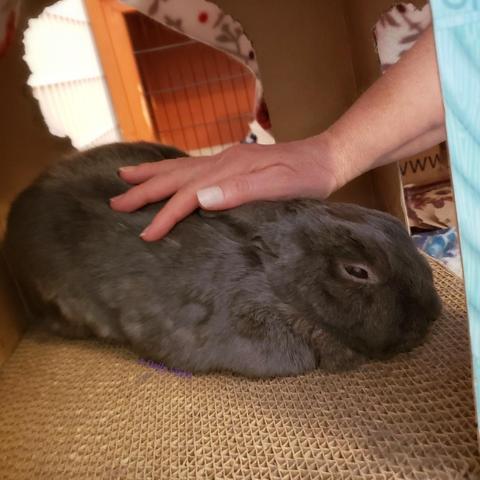 Small grey rabbit relaxing in her cardboard hacienda while being gently petted by her human.