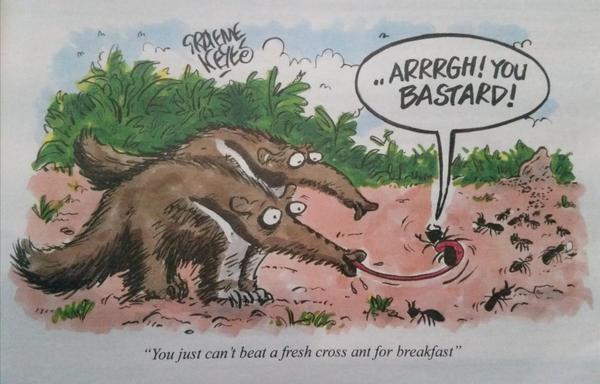 Two ant eaters are having breakfast, a line of ants are on the other side going into their nest. One of the ants has been snared by one of the anteaters. The ant says ".. Arrrgh! You bastard!"

The caption says: "you just can't beat a fresh cross ant for breakfast"