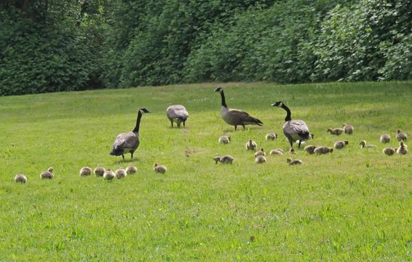 A Canada goose family wanders and feed on short grass.
