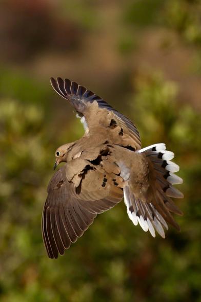 a beautiful bird in flight