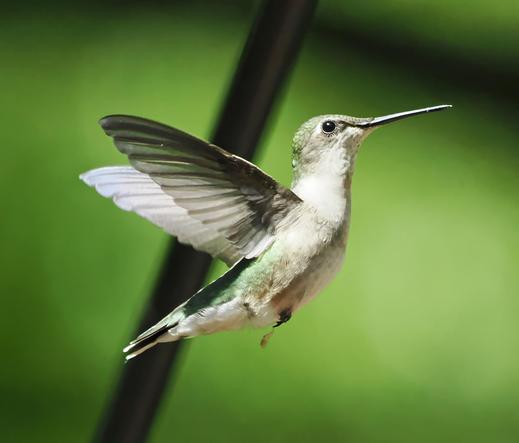 A female ruby throated hummingbird is a tiny bird. It has iridescent green feathers on its back, grey wings and a white throat, chest and belly. It has a very long, slender beak and tiny feet. This one was caught in mid-hover and you can see her cap of green feathers and her grey wings. You can also see her tiny black feet and legs tucked against her body.