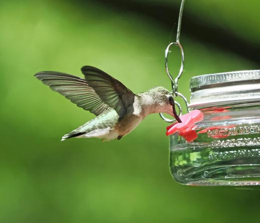 Here is the same female ruby throated hummingbird at the nectar feeder, again in mid-hover. to give you an idea of her size, the circular loop of wire that is part of the structure of the feeder is about the size of a dime.