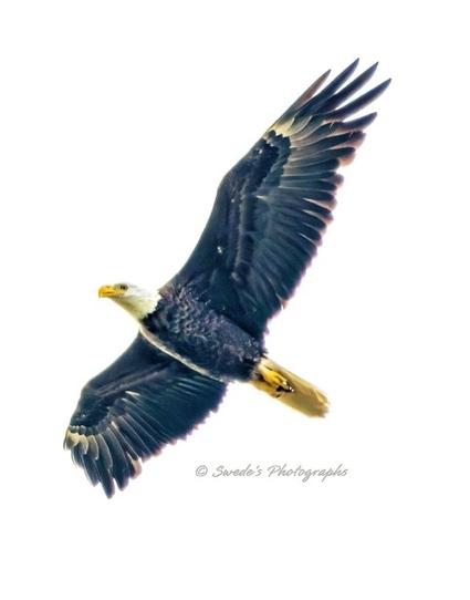 "This image captures a bald eagle in mid-flight, its powerful wings fully extended in a dramatic display against a clean white background. The contrast between its dark brown body and stark white head emphasizes its striking presence. The eagle’s yellow beak adds to its fierce, commanding expression, while the tips of its wings fan out elegantly. At the bottom center of the image, the text “© Swede’s Photographs” is gracefully inscribed in cursive." - Copilot