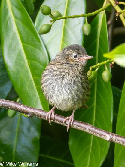 A small brown bird perched in a laurel tree