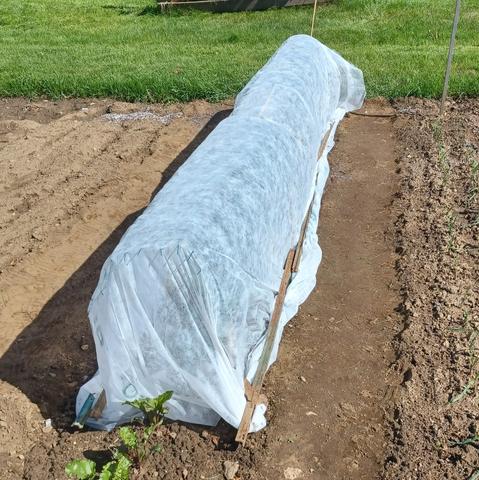 A 15 foot/4.5m row of cabbage plants completely covered by white agricultural fleece.  Row is extending away from viewer.  Fleece is supported by an arch of wire fencing material and weighted down by metal fence posts on either side.