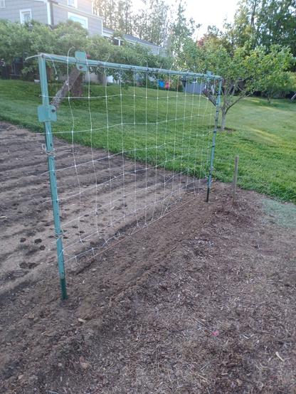 A 5 x 12 foot / 1.5 x 3.7m bean trellis made out of green metal fence posts lashed together to provide a frame.  In the frame is fastened white plastic netting with 4 inch/10cm spacings. The whole frame is vertical in a garden row with bare soil showing underneath. In the background can be see part of a grey house and several apple trees in a grassy area.  Overcast sky.