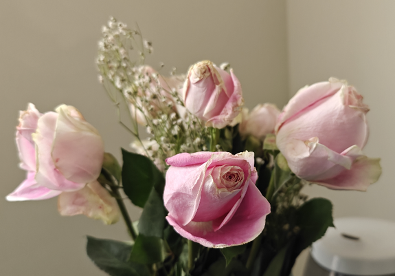 a photo of small bouquet of pink roses and baby's breath flowers taken by rayne
