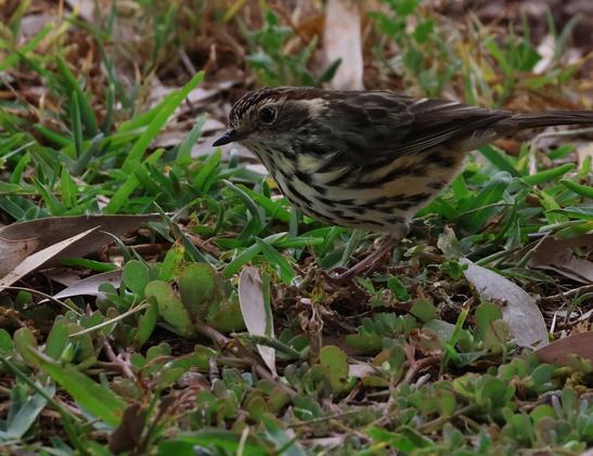 Speckled Warbler