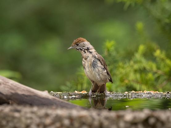 Ein Mönchsgrasmücken Weibchen sitzt auf einem Brunnenrand. Der Vogel hat seinen Körper weit nach oben ausgestreckt und der Kopf im Profil nach links gerichtet. Sein Gefieder ist komplett durchnässt und zerzaust. 
A female Blackcap perches on the edge of a fountain. The bird has stretched its body upwards and its head is turned to the left in profile. Its plumage is completely wet and ruffled.