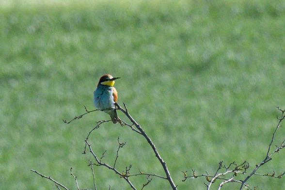 bee-eater perched on a branch with its exotic colors in full display: bright yellow chin, blue belly, red-brown cap, black eye-stripe and long black beak, slightly curved downward. the bird is seen from the front, looking to the viewer's right.