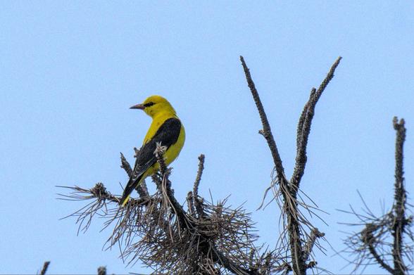 a yellow oriole perched on a pine top. the bird has a mid-sized, ponted beek, black wings, eyes and tail, and is otherwise bright yellow.