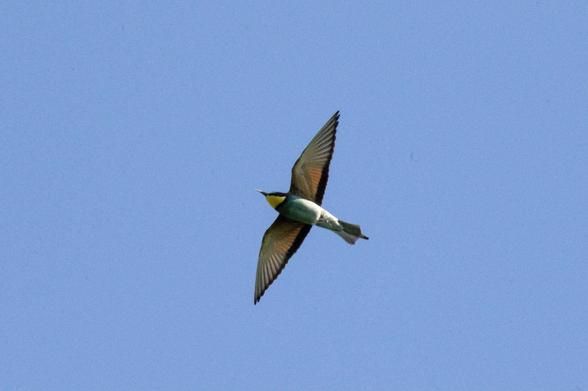 a flying bee-eater seen from below. we see the pointed and long wings with their cream-white feathers and their darker back edge as well as the bright blue body and the yellow neck.
